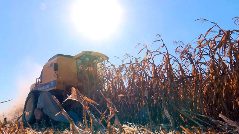 Produtividade de milho em Mato Grosso é de 110 sacas/hectare, indica novo levantamento
