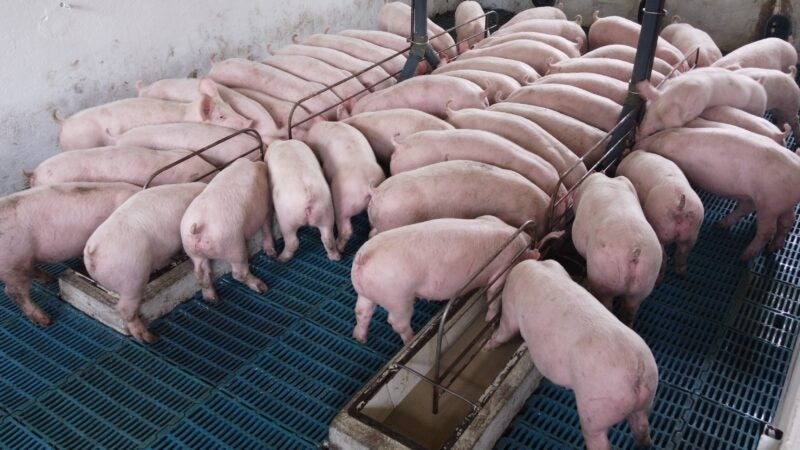 Qualidade genética impacta na baixa mortalidade de suínos da cria à terminação