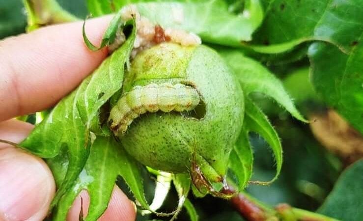 Fundação MT avalia danos e populações de lagartas em biotecnologias do algodoeiro