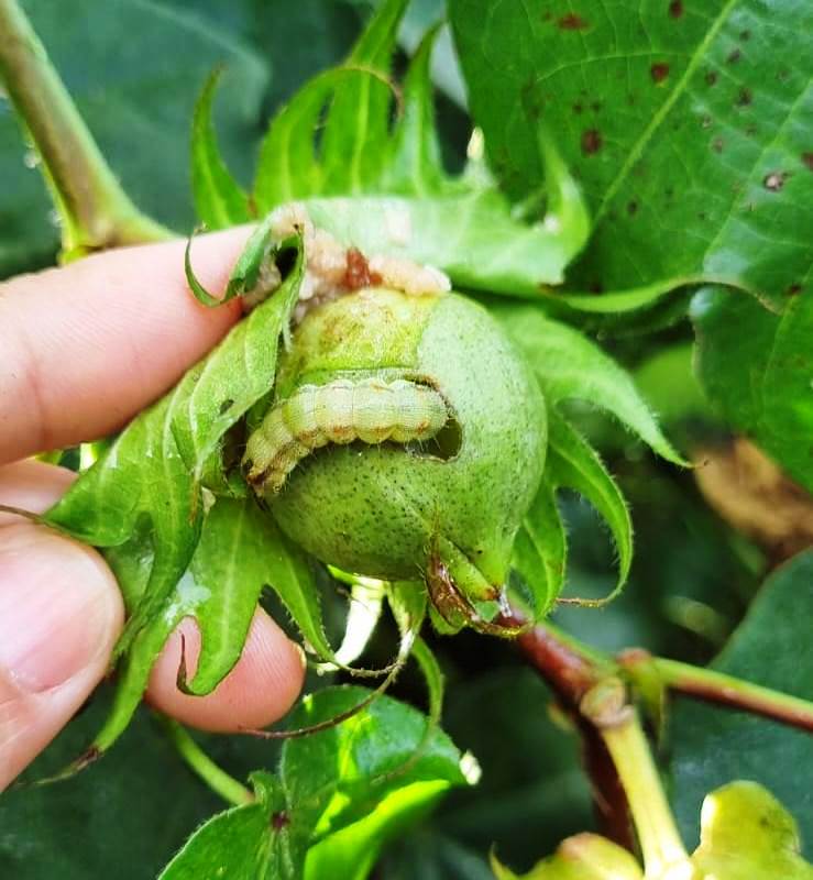 Fundação MT avalia danos e populações de lagartas em biotecnologias do algodoeiro