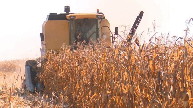 Milho disponível em Mato Grosso cai 10% e preço atinge um dos menores patamares