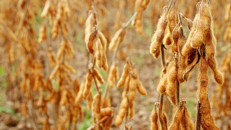 Cotação da soja disponível em Mato Grosso fica na média de R$ 105