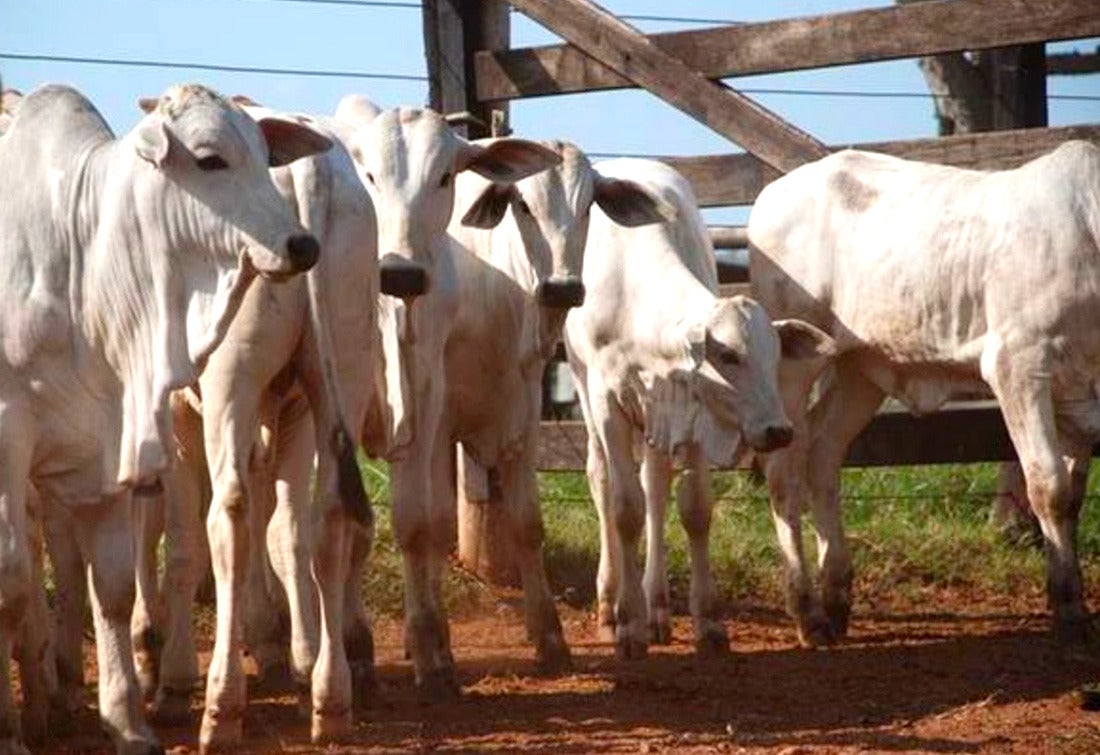 Cotação de bezerro em Mato Grosso tem queda