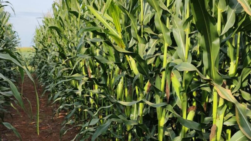 Adubação nitrogenada no milho: conhecimento é a melhor ferramenta disponível