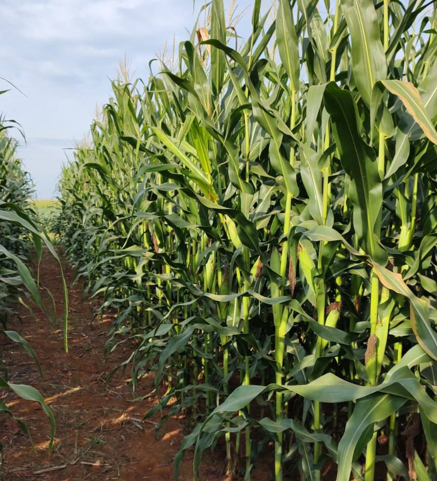 Adubação nitrogenada no milho: conhecimento é a melhor ferramenta disponível