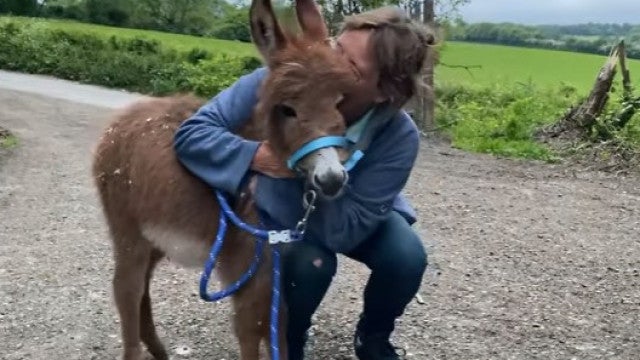 Polícia apreende burro bebê roubado, dona se emociona no reencontro
