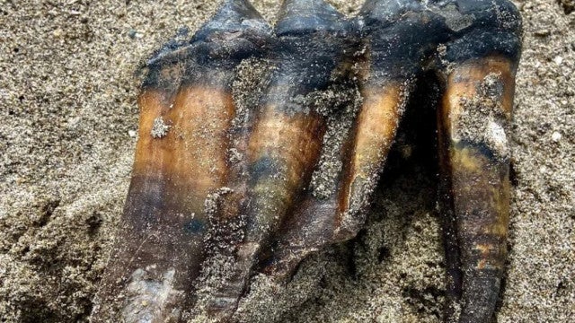 Mulher encontra objeto na praia e descobre que pertence a mastodonte