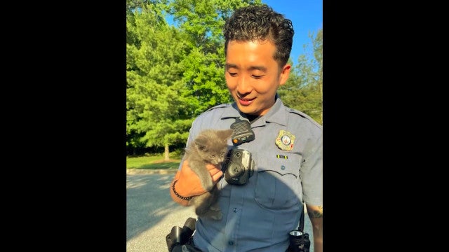 Policial resgata gato preso em motor de carro em plena autoestrada