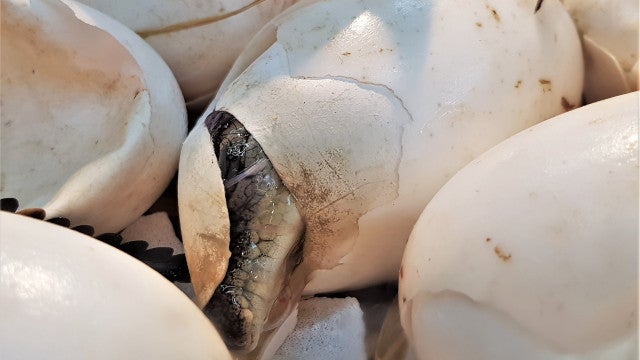 Registrado primeiro caso de fêmea de crocodilo que ‘engravidou’ sozinha