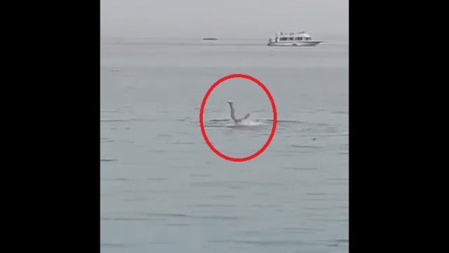 Homem russo morre após ser atacado por tubarão no Mar Vermelho, no Egito