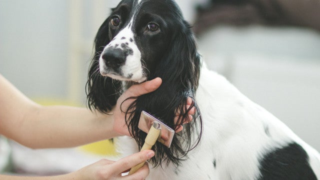 Família britânica oferece R$ 600 mil por ano de salário para ‘babá’ de cães