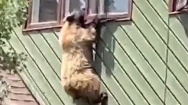 Urso-Aranha? Este animal conseguiu se pendurar na janela de uma casa