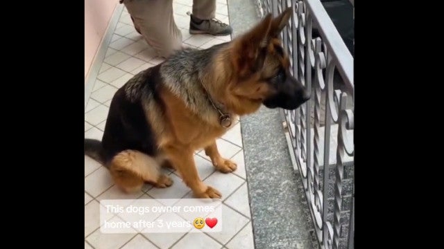 A emotiva reação de um pastor alemão ao reencontrar o dono após três anos