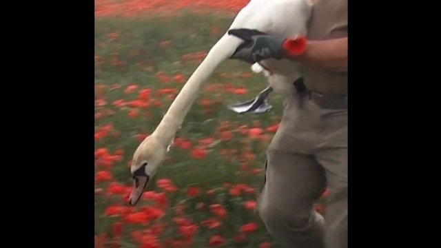 Cisnes invadem campo de papoilas e acabam viciados em ópio