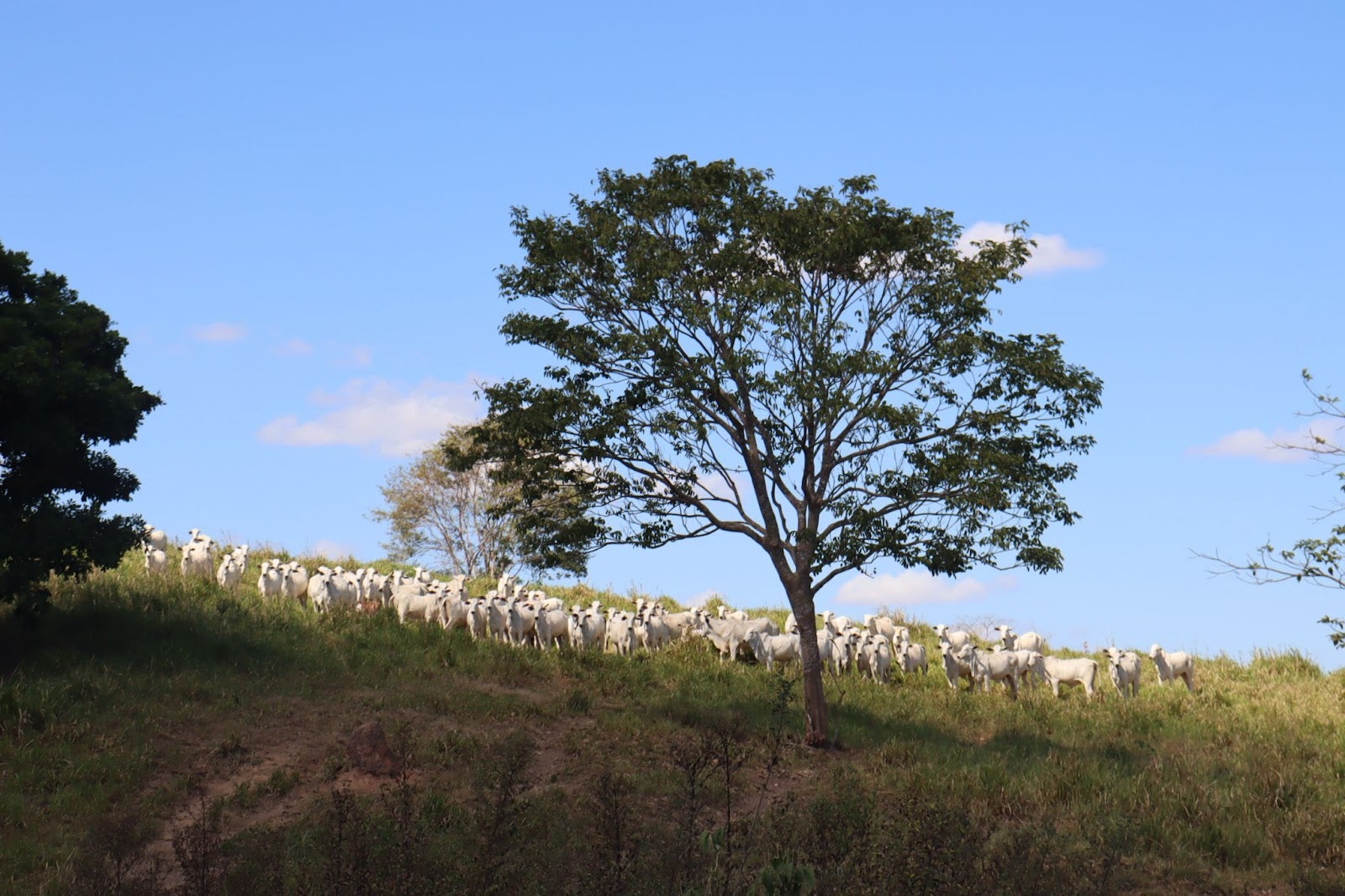 Pecuarista que recuperou pasto e APP compartilha aprendizado com produtores de Nova Bandeirantes