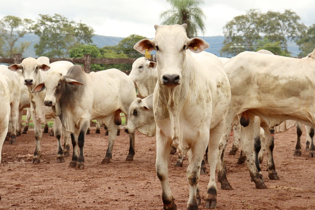 Preço do boi gordo em Mato Grosso reage; da vaca segue em queda