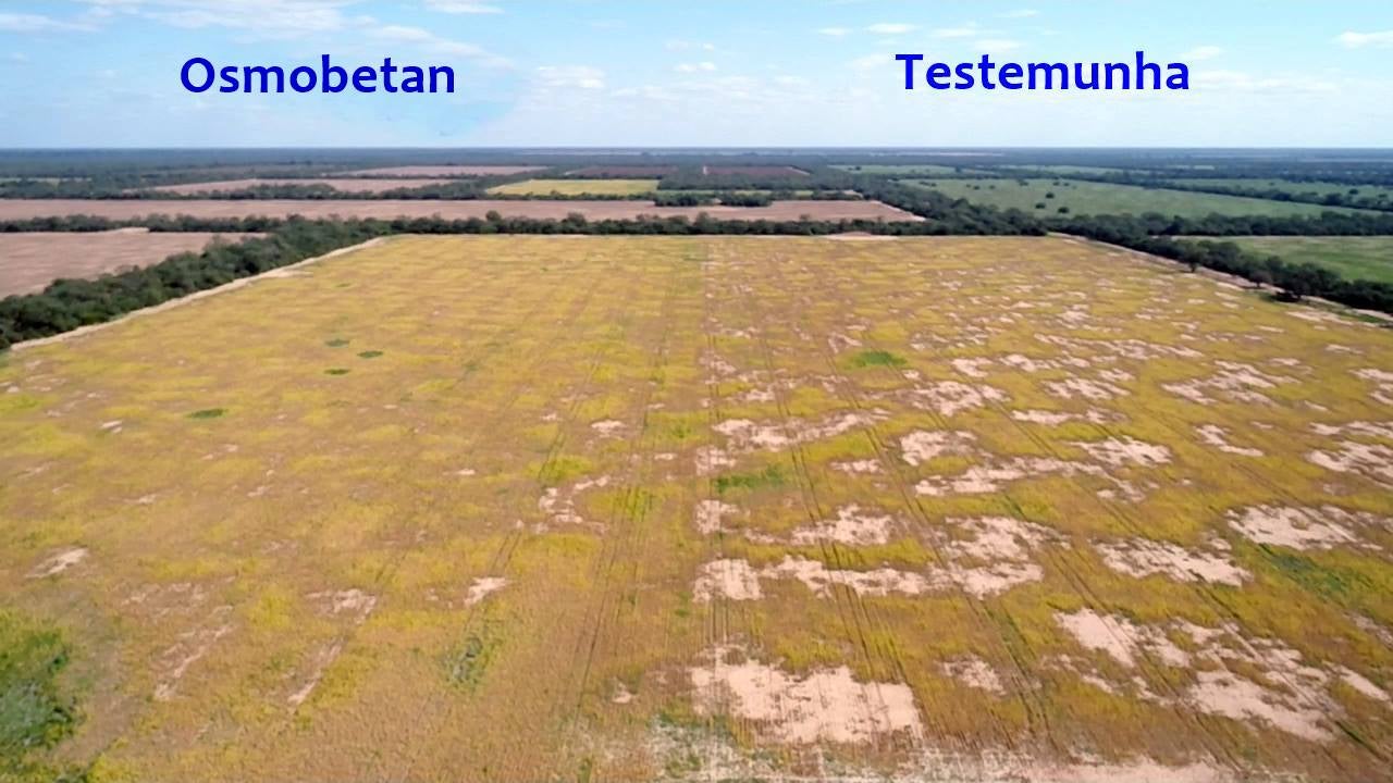 Termorregulador inédito para a soja é lançado simultaneamente em três países