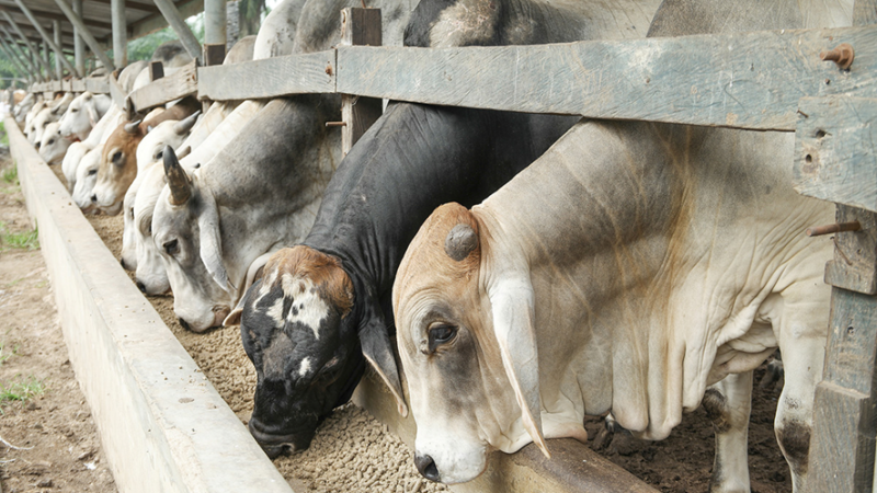 Bovinos a pasto dependem da boa saúde ruminal para o crescimento e melhor rentabilidade