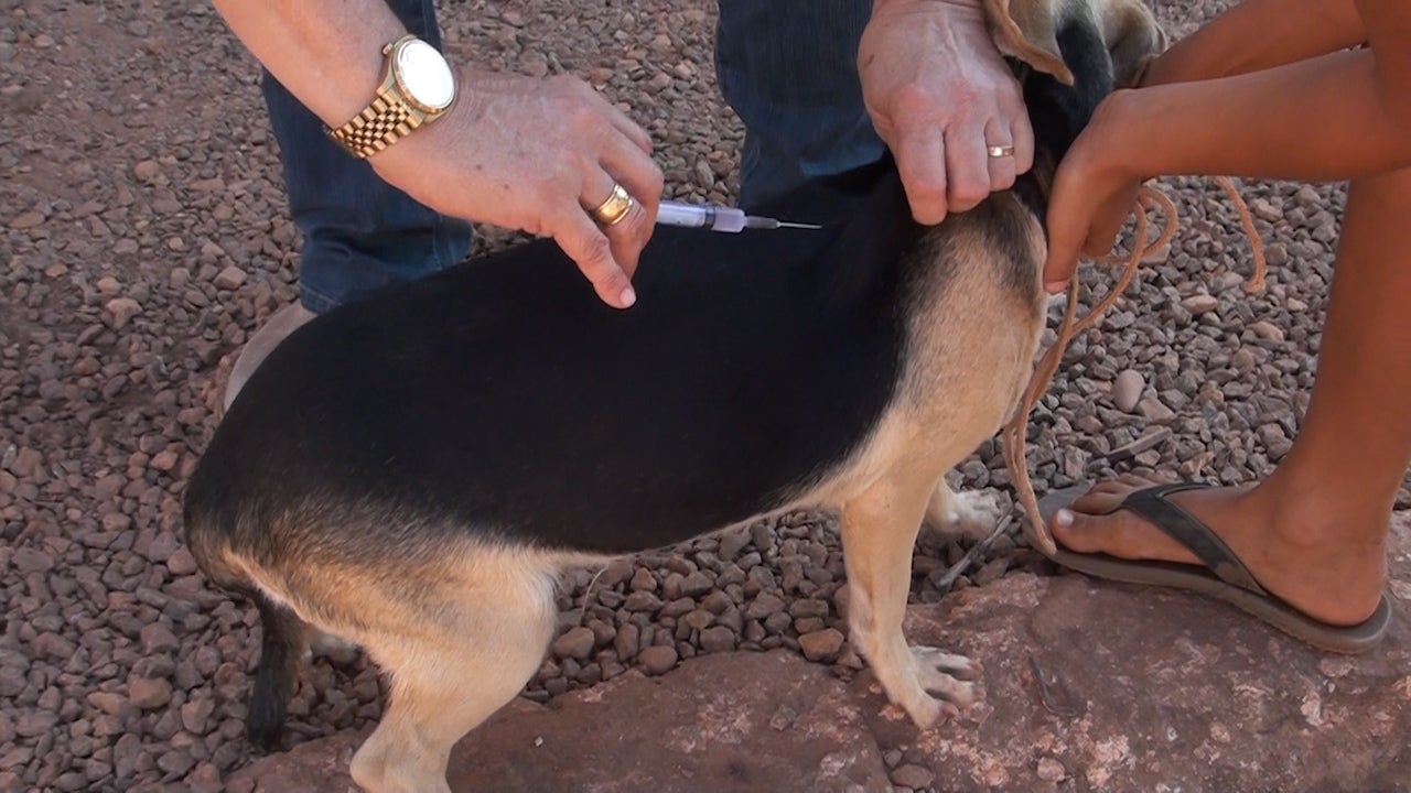 CAMPANHA DE VACINAÇÃO ANTIRRÁBICA ANIMAL 2023, TERÁ INÍCIO NO DIA 01 DE AGOSTO EM GUARANTÃ DO NORTE