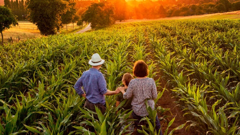 Dia do Agricultor: A importância do agricultor para a qualidade de vida da população e para o crescimento da economia brasileira