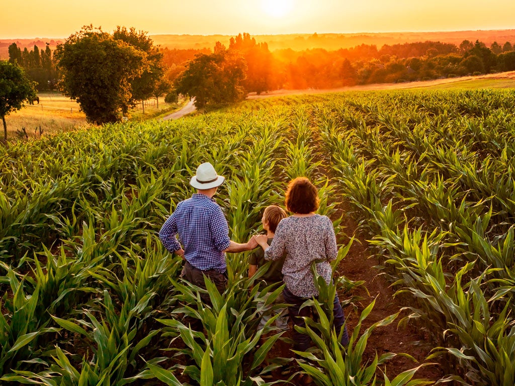 Dia do Agricultor: A importância do agricultor para a qualidade de vida da população e para o crescimento da economia brasileira