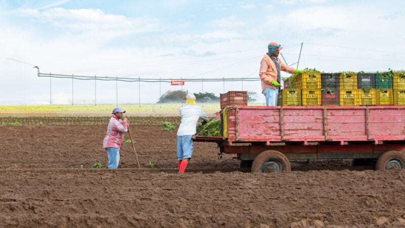 Cooperar é o caminho para aumentar a adesão de tecnologias no campo