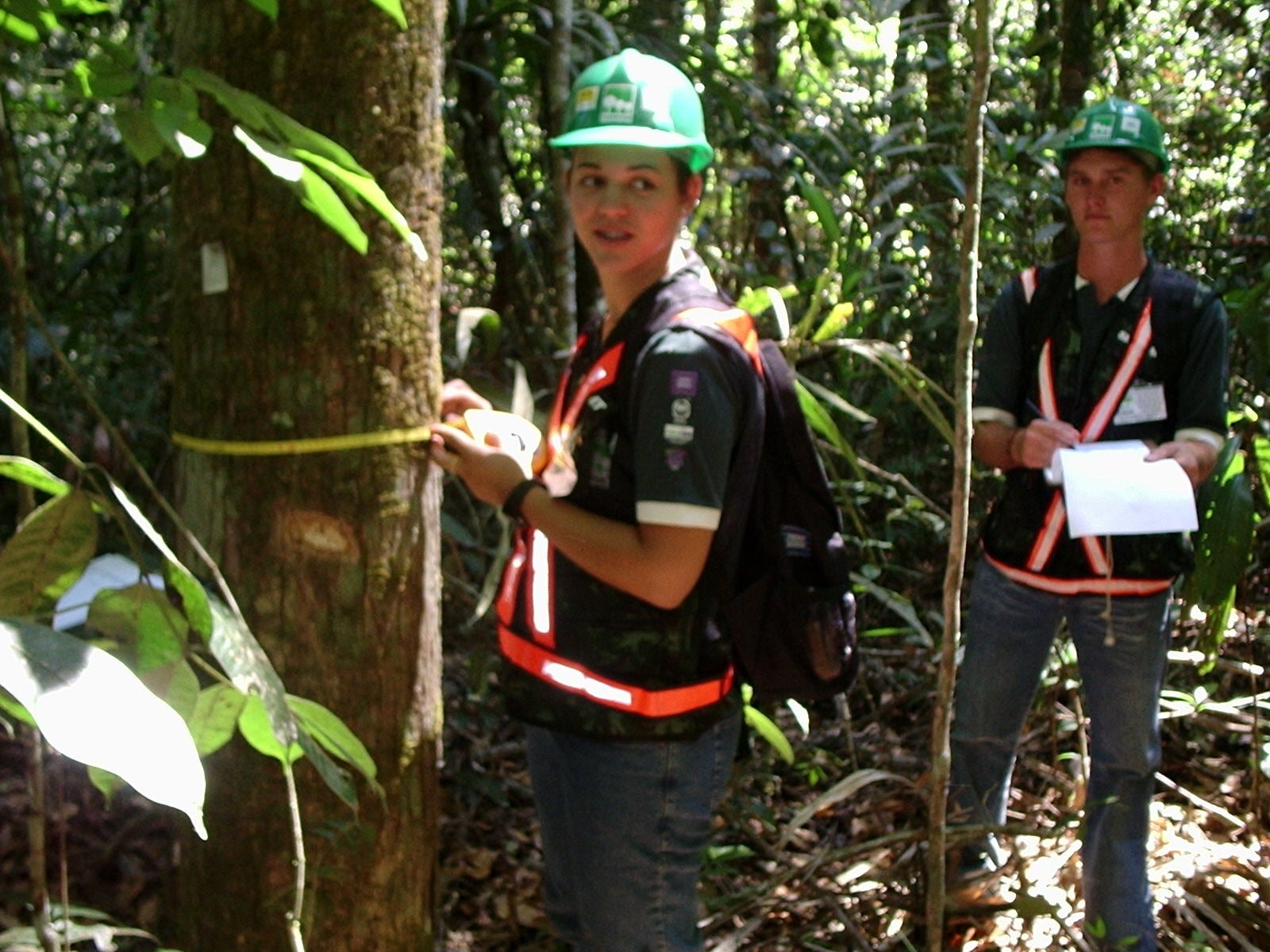 Universidade Estadual de Mato Grosso está com matrículas abertas para o curso de Engenharia Florestal – Campus Alta Floresta