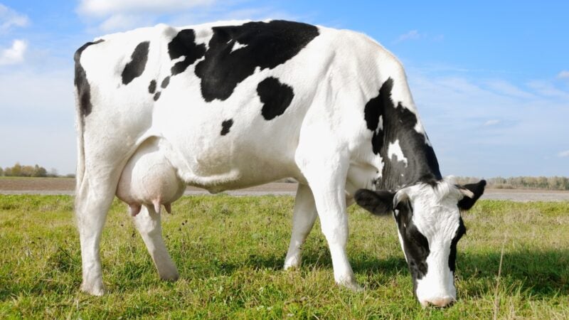 Importantes vetores da mastite, as moscas podem ser controladas pela alimentação das vacas, aponta especialista da Champion Saúde Animal