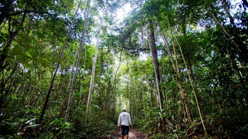 Mercado de carbono gerará recursos para preservar Amazônia, diz especialista