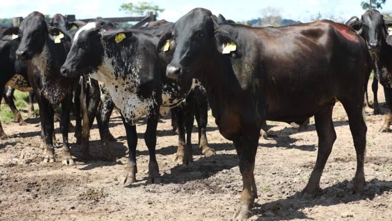 Indea prorroga prazo de vacinação obrigatória contra brucelose em Mato Grosso