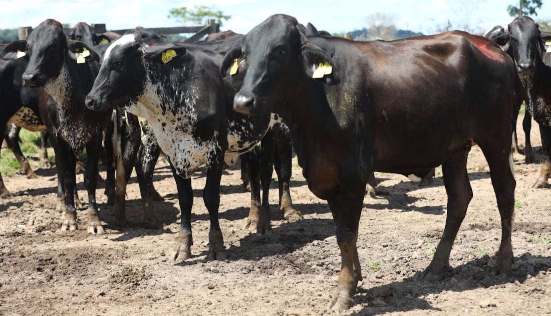 Indea prorroga prazo de vacinação obrigatória contra brucelose em Mato Grosso