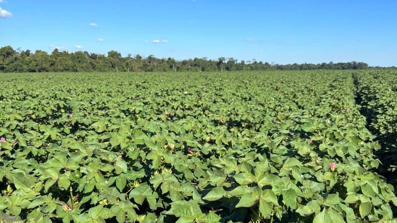 Novo termorregulador retém 30% mais estruturas reprodutivas no algodão