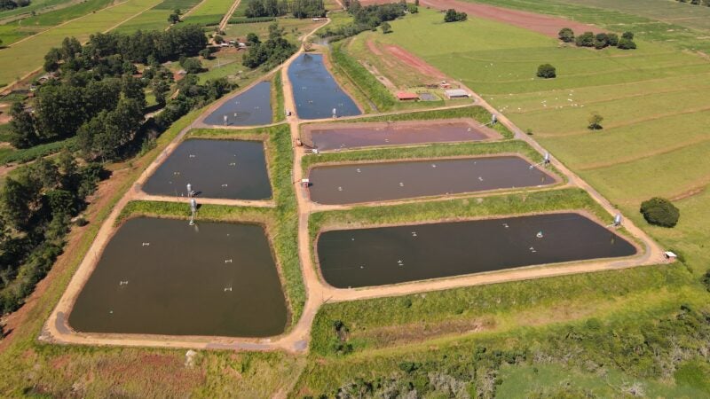 Criação de camarões e peixes tem ganhos produtivos com a biotecnologia