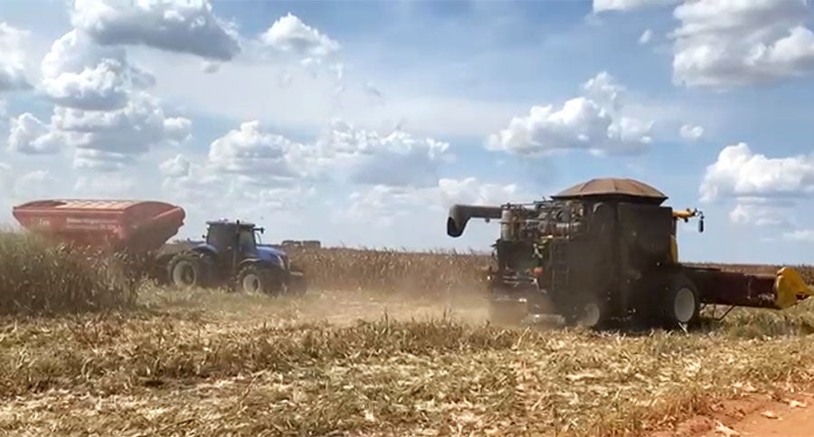 Custeio da safra de milho de alta tecnologia em Mato Grosso cai 2,1%