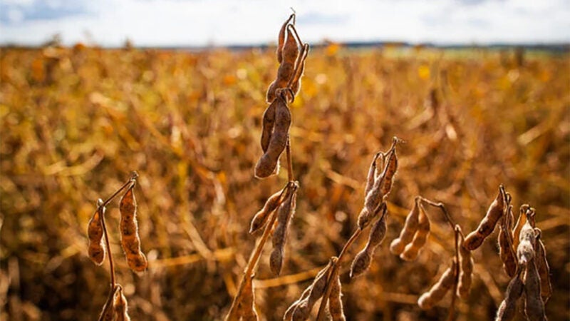 Ministério da Agricultura altera calendário de plantio da soja; governo de Mato Grosso diz que não foi consultado