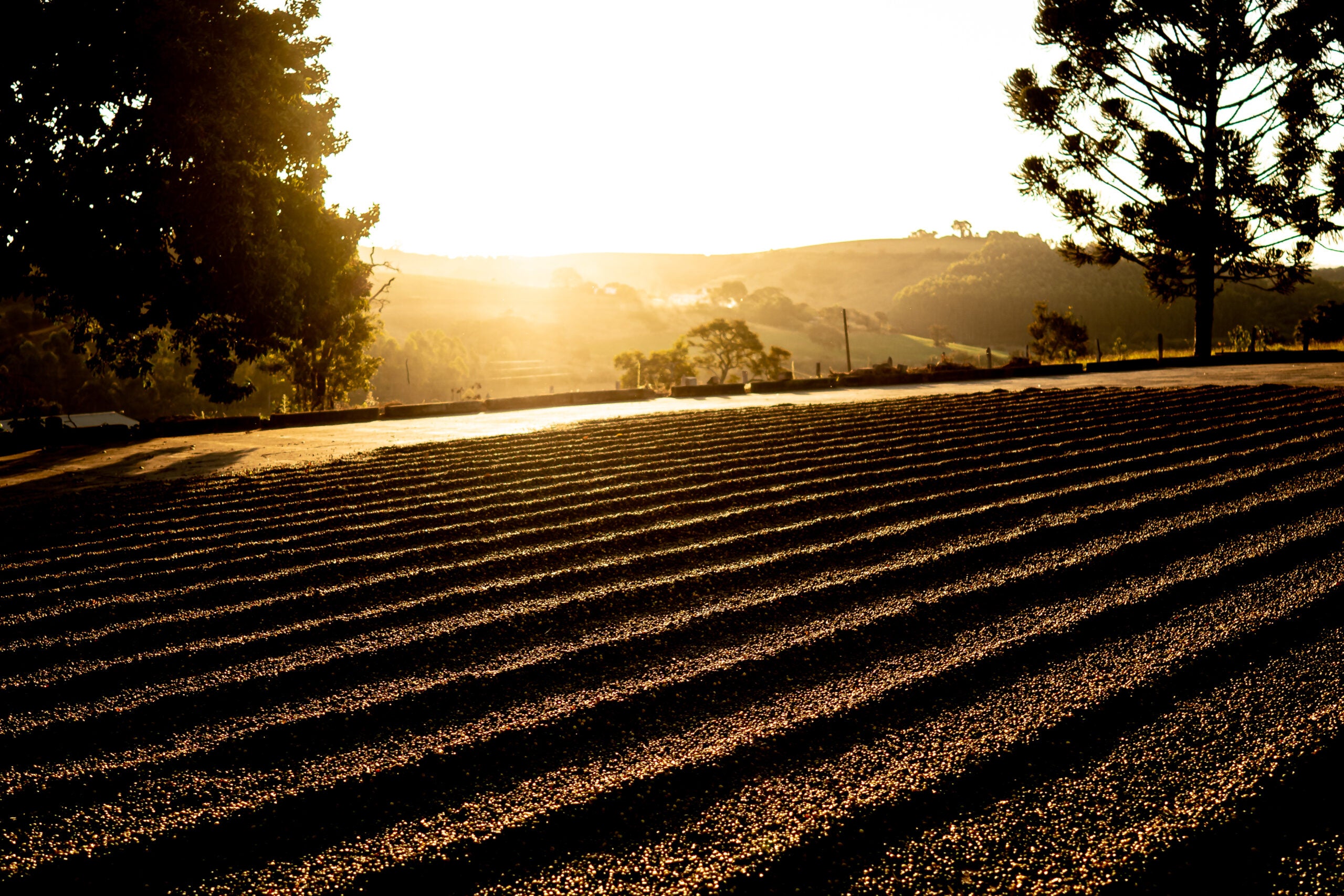 Cafeicultura ganha qualidade com biotecnologia