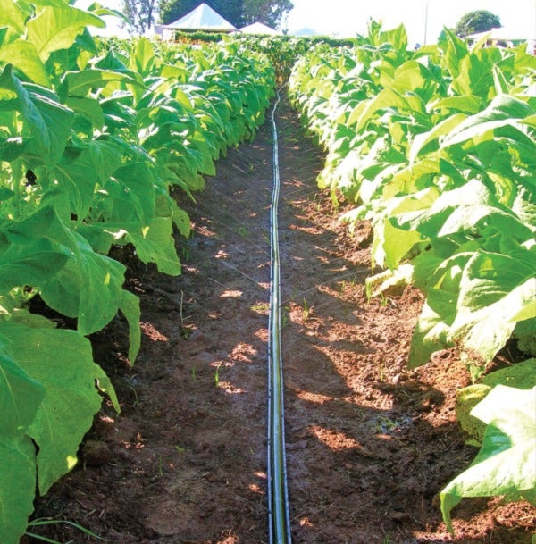 Irrigação de fácil instalação e baixo custo é ideal para produtores de hortaliças