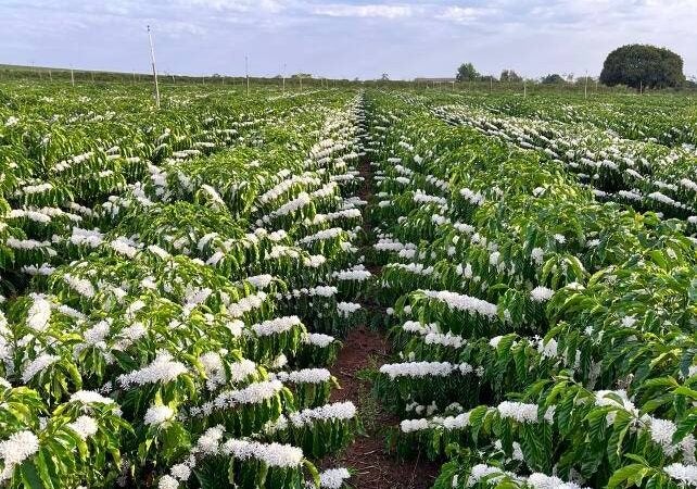 Tecnologias para alavancar a cafeicultura pautam evento no Espírito Santo