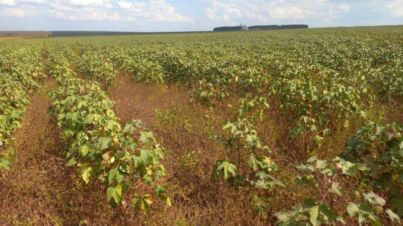 Manejo de plantas daninhas no algodão é difícil e requer atenção