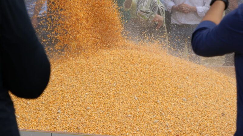 Guerra na Ucrânia pode causar escassez mundial de milho, desencadeando crise global