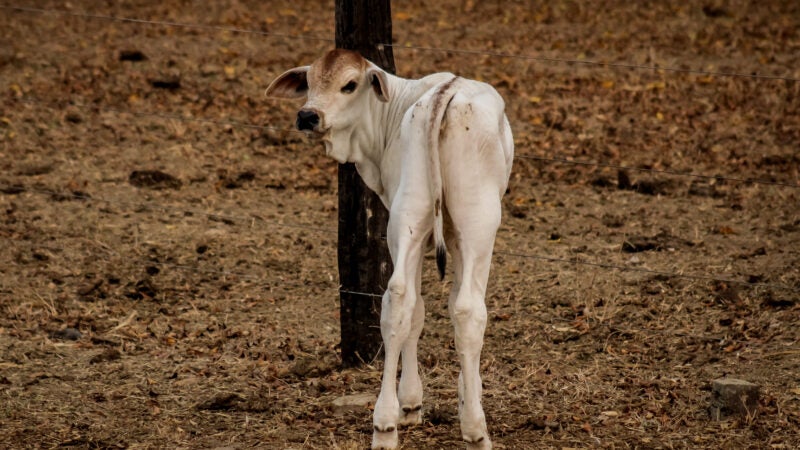 Indea prorroga prazo de vacinação obrigatória contra brucelose