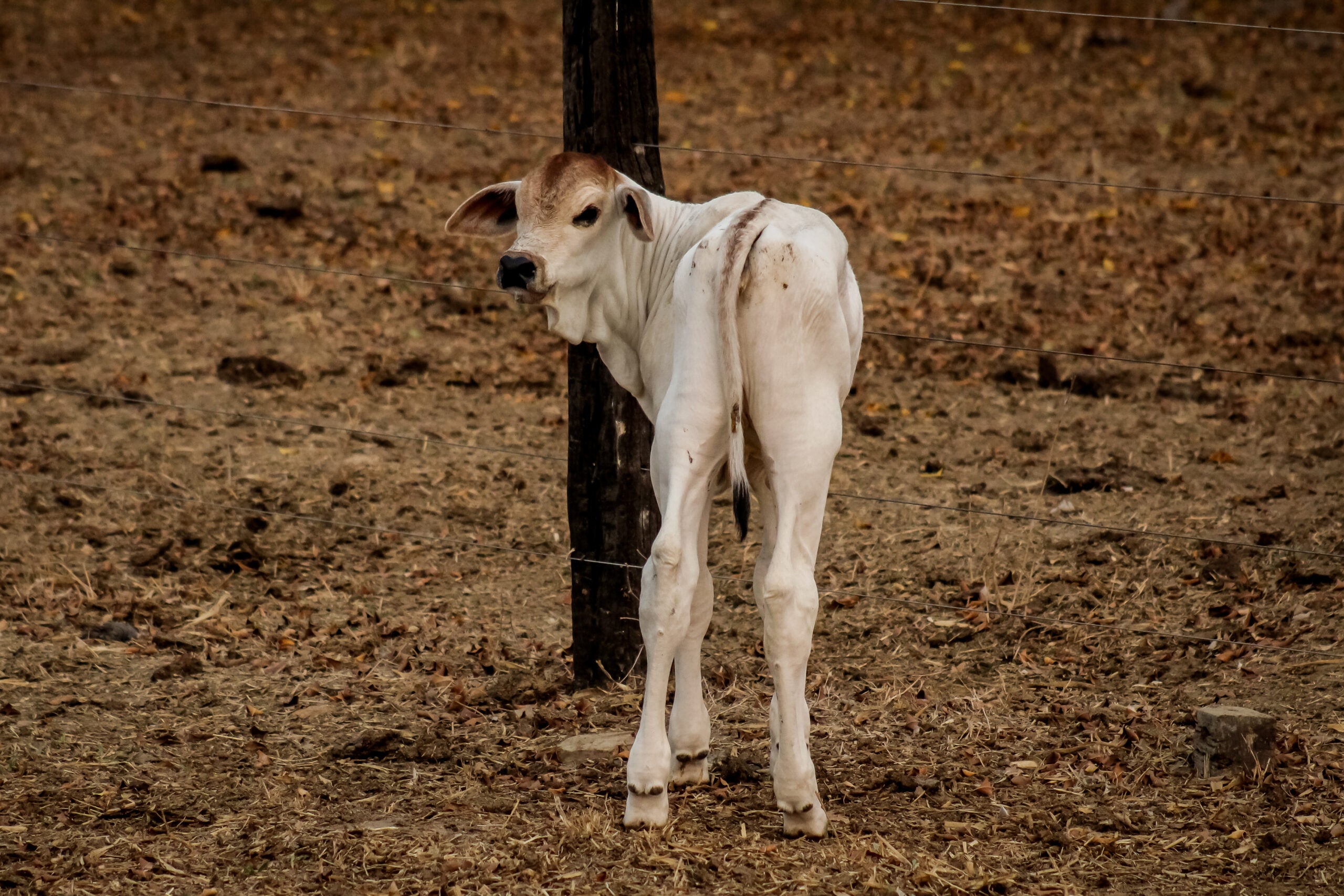Indea prorroga prazo de vacinação obrigatória contra brucelose
