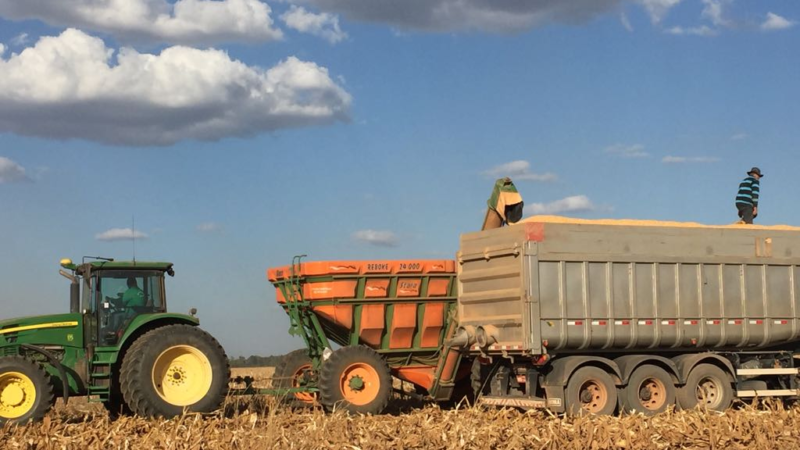 Preço do milho em Mato Grosso acumula queda de 43% no semestre, constata instituto