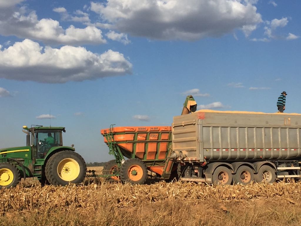 Preço do milho em Mato Grosso acumula queda de 43% no semestre, constata instituto