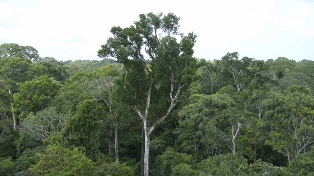 Turista italiano resgatado após ficar três dias perdido na Amazônia