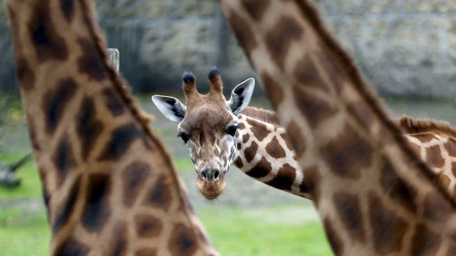 Girafas importadas por zoológico do RJ estão sem destino há mais de um ano e meio