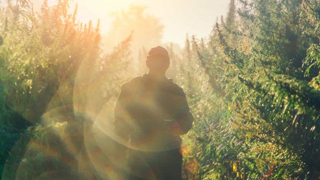 Governo quer regular plantio de Cannabis para fins medicinais no Brasil