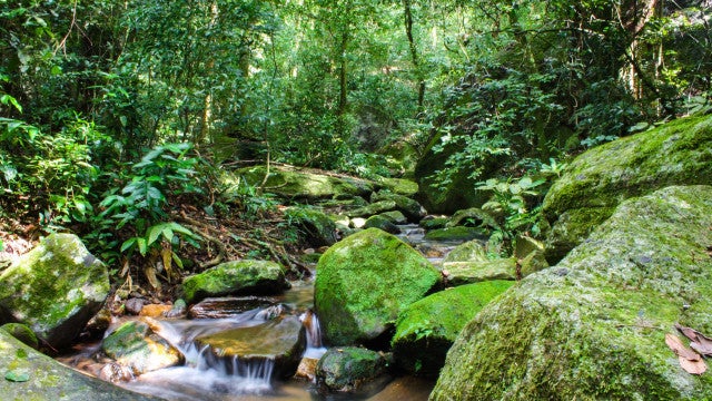 Desmatamento na Mata Atlântica cai 42% nos cinco primeiros meses do ano
