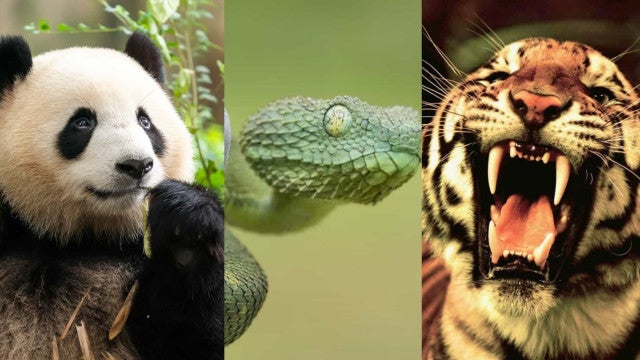 Vida Selvagem: Os ataques mais violentos em zoológicos!