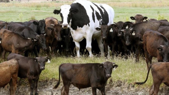 Knickers, o gigantesco boi australiano, impressiona com seu tamanho